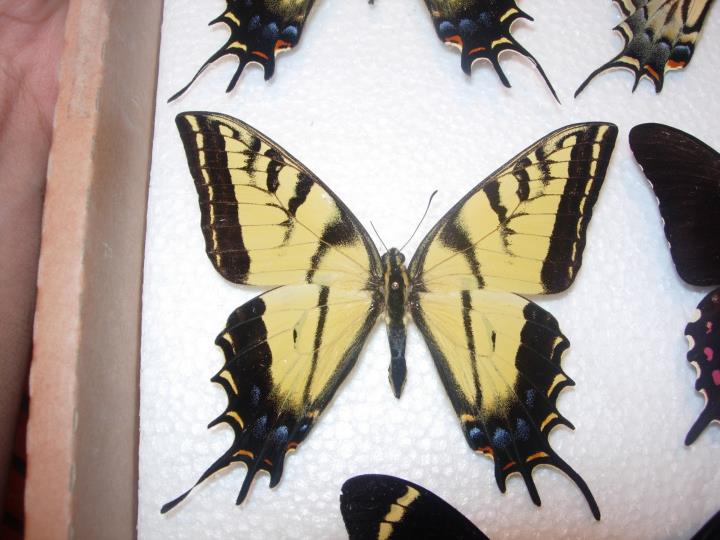 Papilio Multicaudata Aberration2 (Internet Image property of respective owner, non-commercial use only)